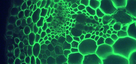 Plant cells